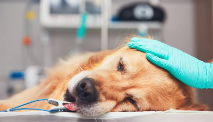 pet emergency 